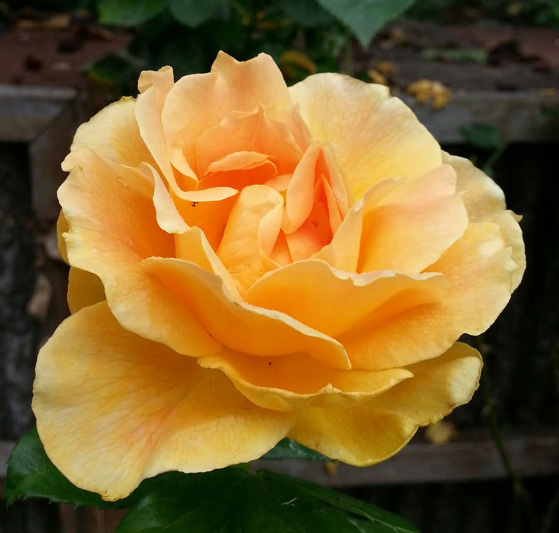  photo 20140719_112646-1_zps1w1ighfo.jpg